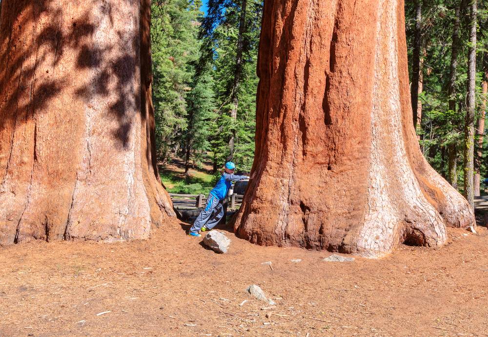 Boy and Sequoia